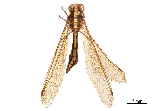 Image of Haplogleniinae