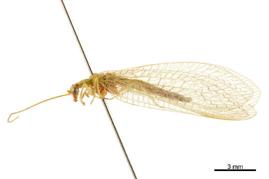 Image of Plesiochrysa