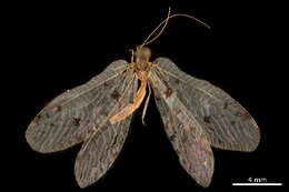 Image of Ankylopteryx