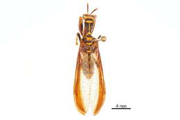 Image of Climaciella