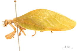Image of Drepanicinae
