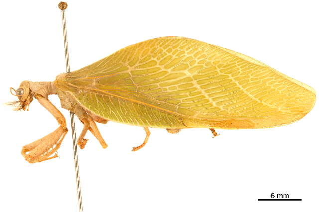 Image of Drepanicinae