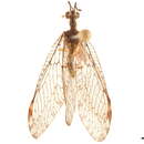 Image of Trichoscelia