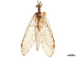 Image of Trichoscelia