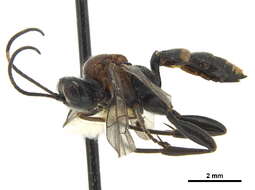 Image of Neotypus