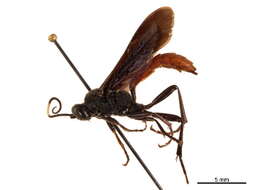 Image of Protichneumon