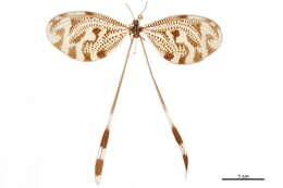 Image of Nemoptera