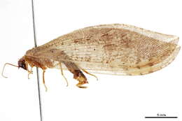 Image of Stenosmylinae