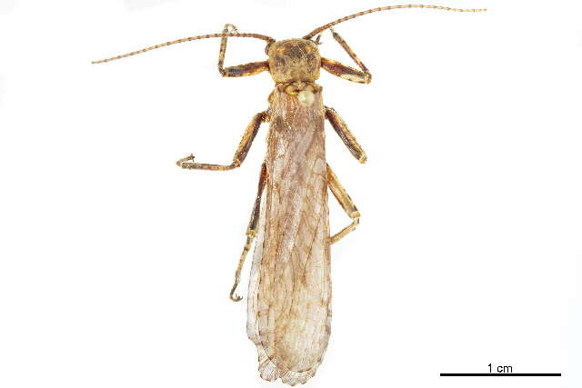 Image of Diamphipnoidae