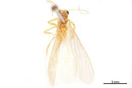 Image of Perlinae