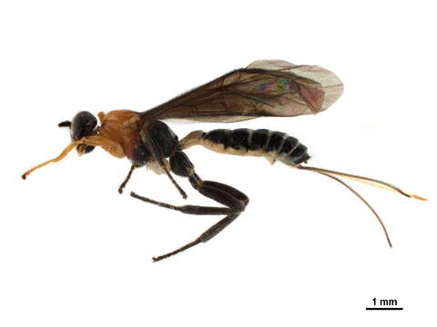 Image of Zonopimpla