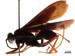 Image of Cyphononyx