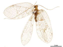 Image of Ankylopteryx