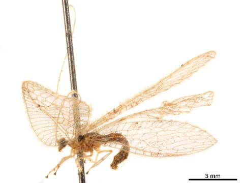 Image of Ankylopteryx