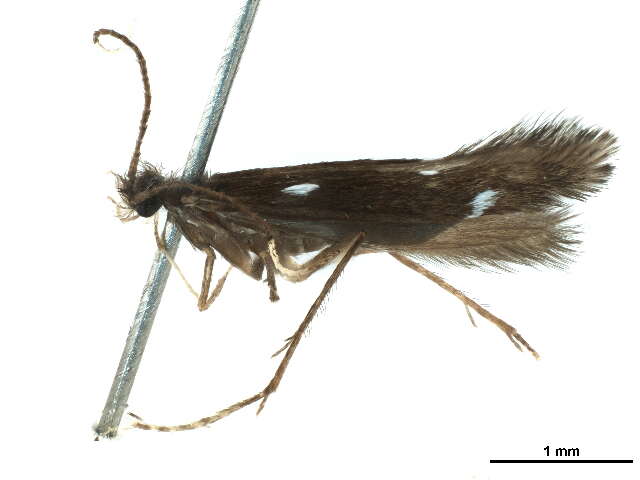 Image of Xiphocentroninae