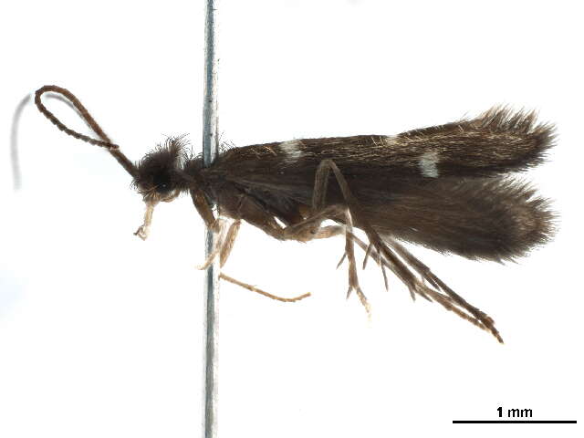 Image of Xiphocentroninae