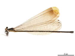 Image of Microstigma Rambur 1842