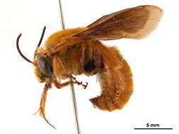 Image of Large Squash Bee