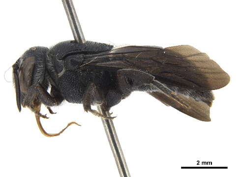 Image of Euaspis Gerstäcker 1857