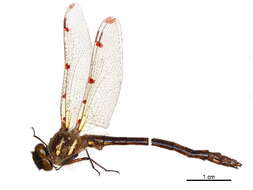 Image of Austropetaliidae