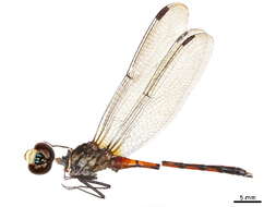 Image of Agrionoptera Brauer 1864