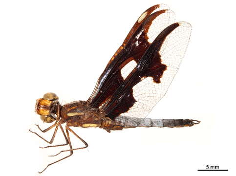 Image of Palpopleura Rambur 1842