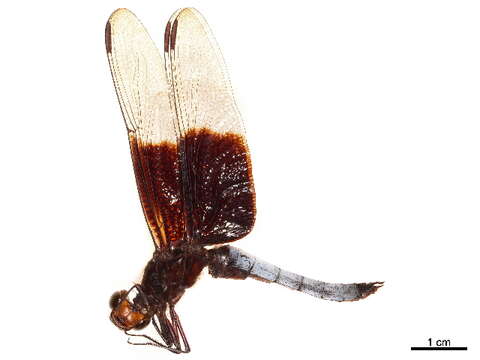 Image of Thermorthemis Kirby 1889