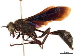 Image of Parapsammophila Taschenberg 1869
