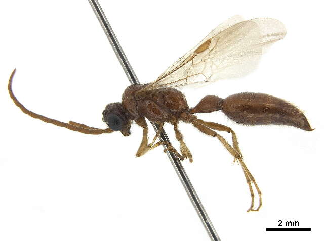 Image of Brachycistidinae