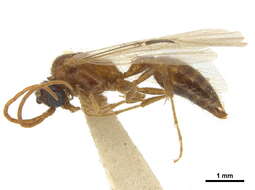 Image of Brachycistidinae