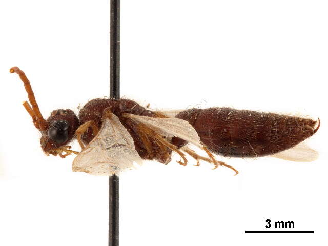 Image of Brachycistidinae