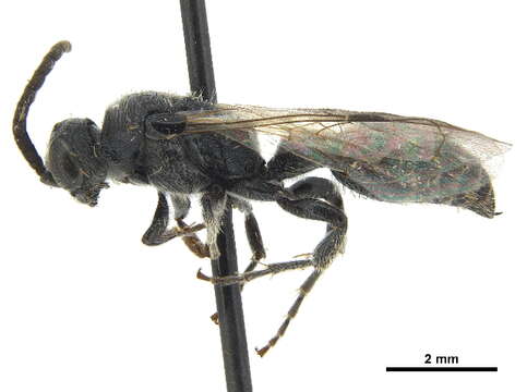 Image of Tiphiinae