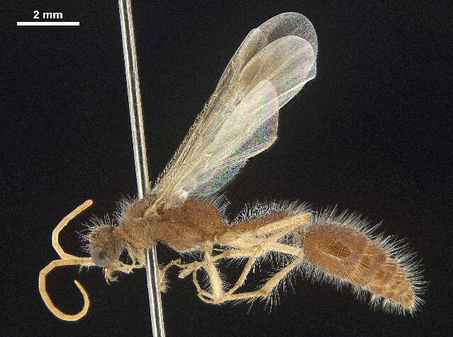 Image of Chyphotidae