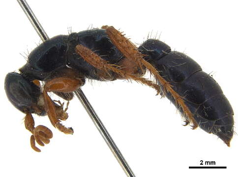 Image of thynnid wasps