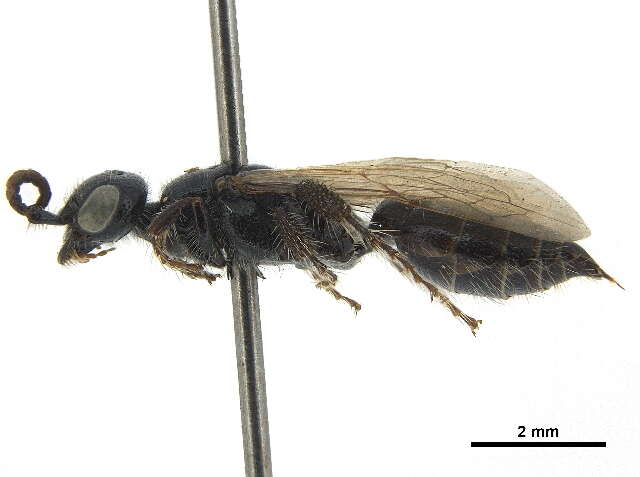 Image of Myzininae