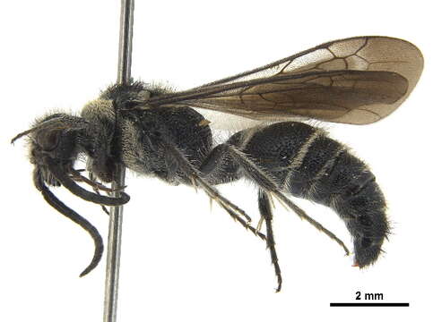 Image of Mutillinae