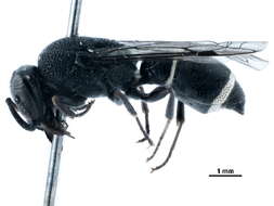 Image of Subancistrocerus