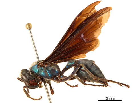 Image of armadillo wasp