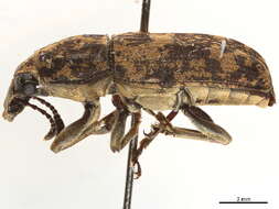 Image of Anthribinae