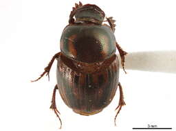 Plancia ëd Onthophagini