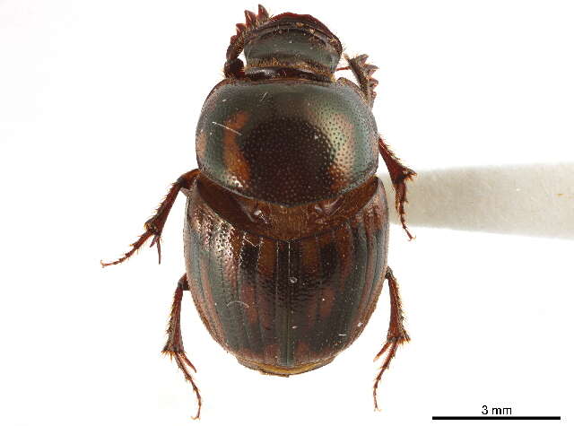 Sivun Onthophagini kuva