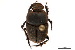 Sivun Onthophagini kuva