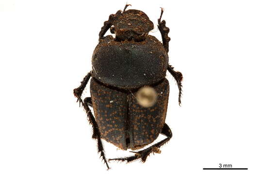 Onthophagini resmi