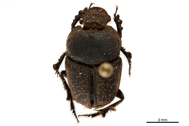 Plancia ëd Onthophagini