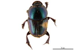 Onthophagini resmi