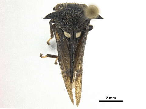 Image of Campylocentrus