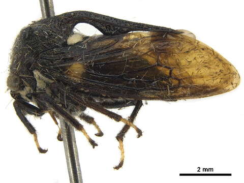 Image of Campylocentrus