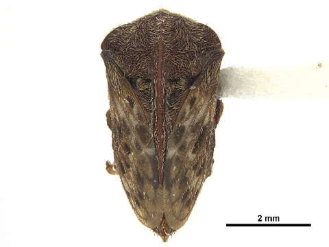 Image of Campylocentrus