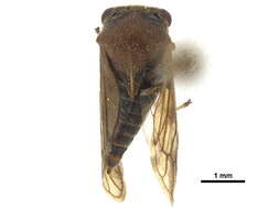 Image of Ischnocentrus