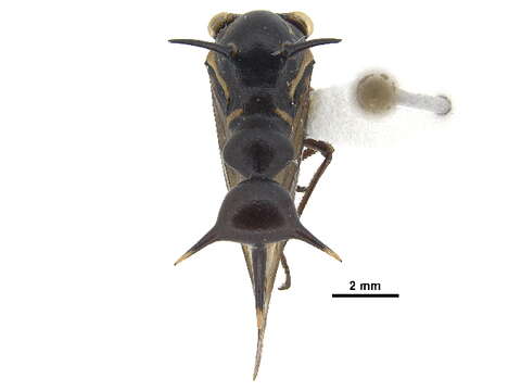 Image of Heteronotus